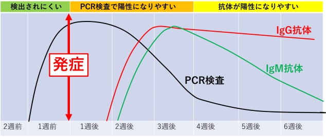 PCR検査・抗体検査の概念図 